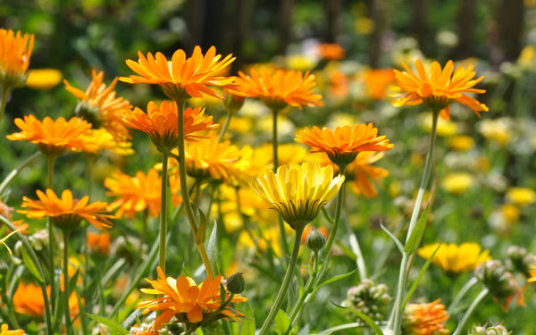 Calendula