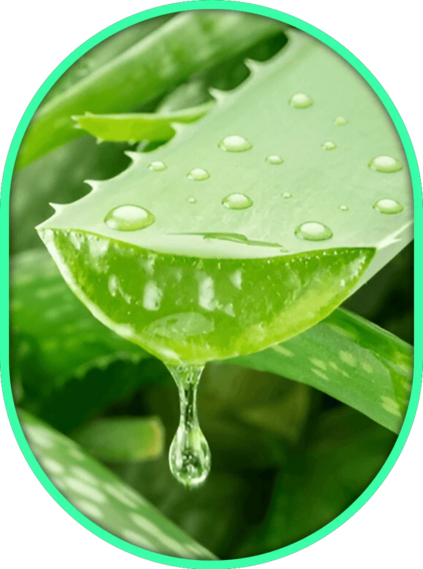 L'aloe vera – L'apaisant pour la peau