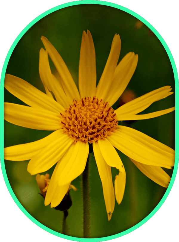 Arnica – Stimulant de la circulation