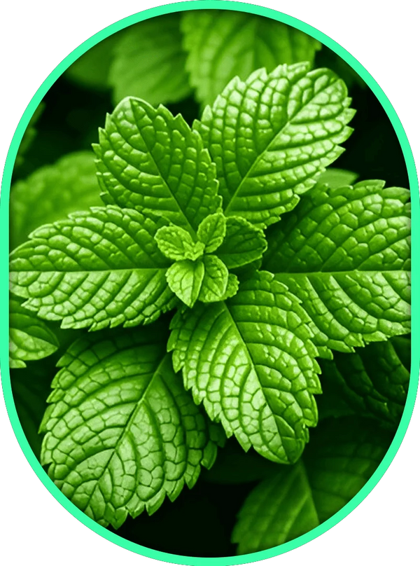 Menthol (<1%) – L'apaisant instantané