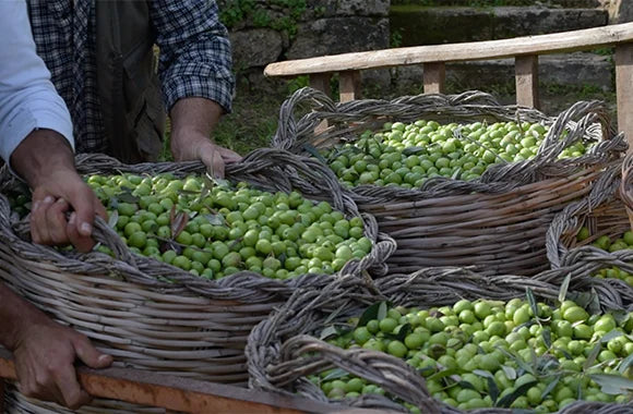 huile d'olive
